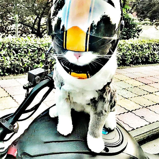 Giti extreme1 blakc yellow Creative Motorcycle Collectible Miniature cat helmet